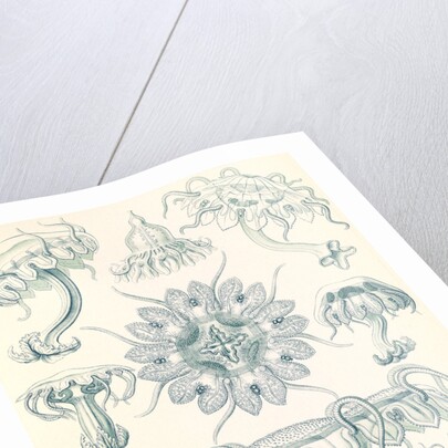 Jellyfishes. Discomedusae by Ernst Haeckel