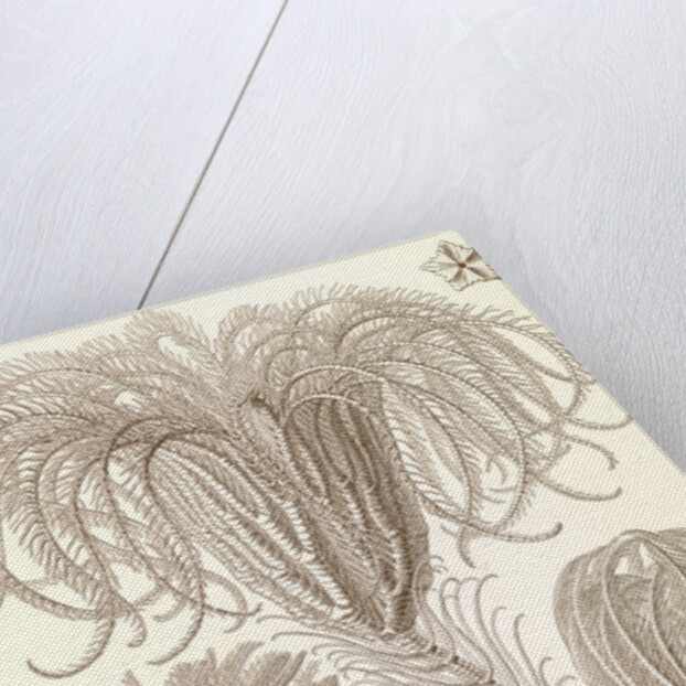 Marine animals. Crinoidea by Ernst Haeckel