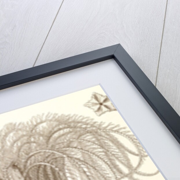 Marine animals. Crinoidea by Ernst Haeckel