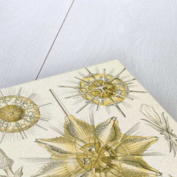 Marine animals. Acanthometra by Ernst Haeckel