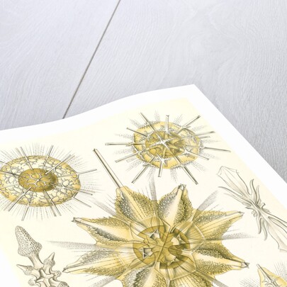 Marine animals. Acanthometra by Ernst Haeckel