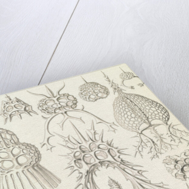 Microorganisms. Spyroidea by Ernst Haeckel