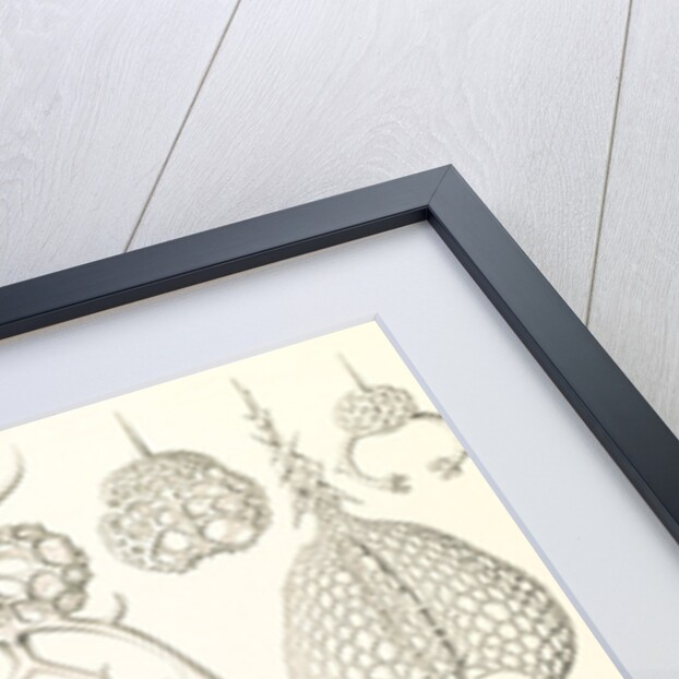 Microorganisms. Spyroidea by Ernst Haeckel