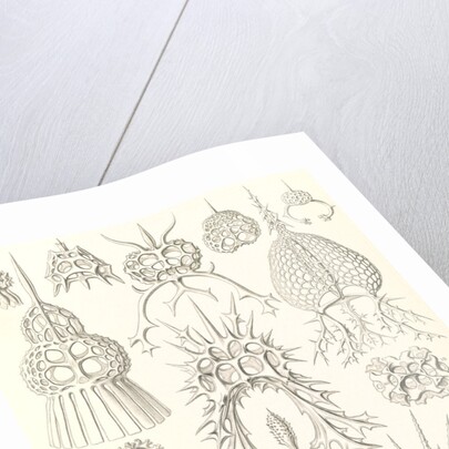 Microorganisms. Spyroidea by Ernst Haeckel