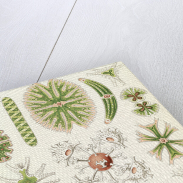 Algae. Desmidiea by Ernst Haeckel