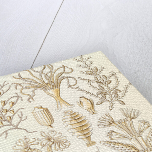 Marine animals. Sertulariae by Ernst Haeckel