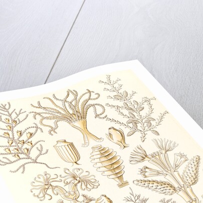 Marine animals. Sertulariae by Ernst Haeckel