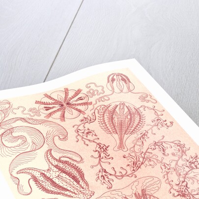 Comb jellies. Ctenophorae by Ernst Haeckel