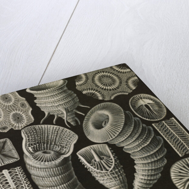 Corals. Tetracoralla by Ernst Haeckel