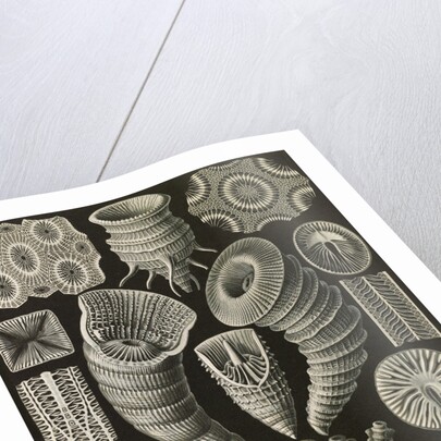Corals. Tetracoralla by Ernst Haeckel