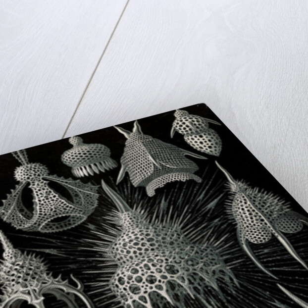 Microorganisms in the class Radiolaria. Crytoidea by Ernst Haeckel