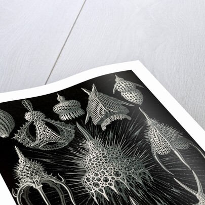 Microorganisms in the class Radiolaria. Crytoidea by Ernst Haeckel
