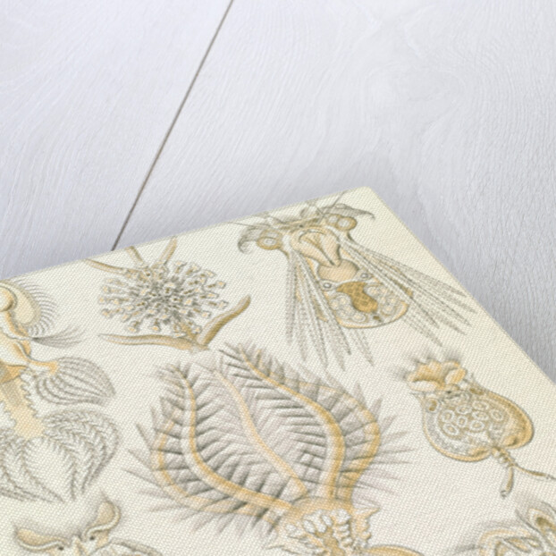 Microorganisms. Rotatoria by Ernst Haeckel