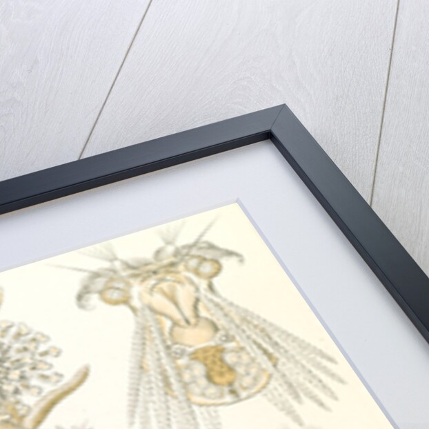 Microorganisms. Rotatoria by Ernst Haeckel