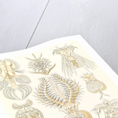 Microorganisms. Rotatoria by Ernst Haeckel