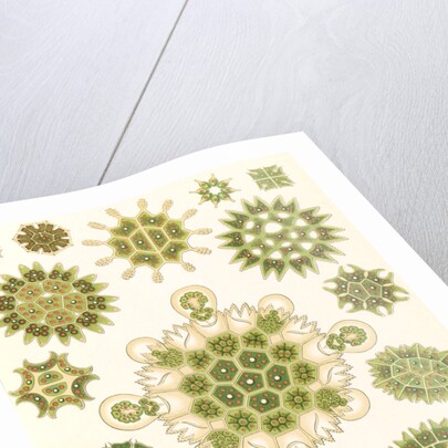 Algae in the genus Pediastrum. Melethallia by Ernst Haeckel