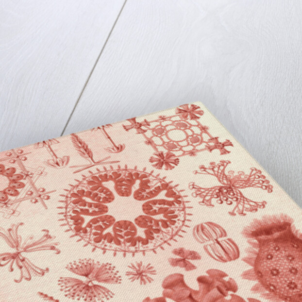 Glass sponges. Hexactinellae by Ernst Haeckel