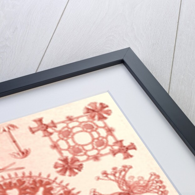 Glass sponges. Hexactinellae by Ernst Haeckel