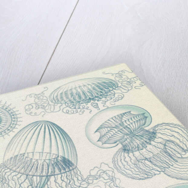 Jellyfishes. Leptomedusae by Ernst Haeckel