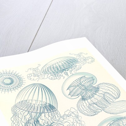 Jellyfishes. Leptomedusae by Ernst Haeckel