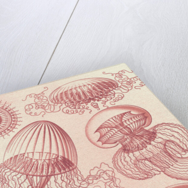 Jellyfishes. Leptomedusae by Ernst Haeckel