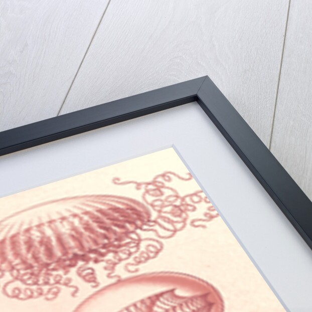 Jellyfishes. Leptomedusae by Ernst Haeckel