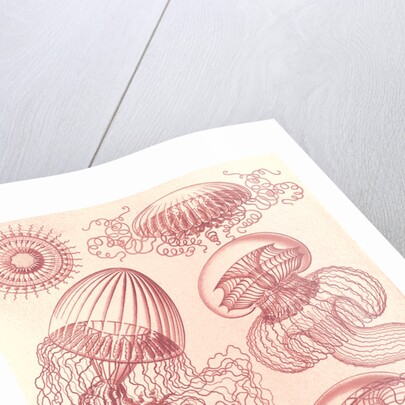 Jellyfishes. Leptomedusae by Ernst Haeckel