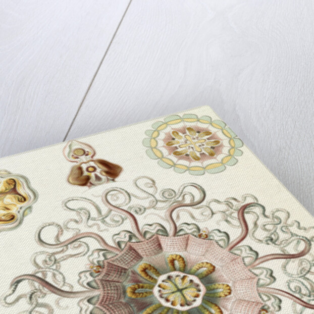 Jellyfishes in the phyllum Cnidaria. Peromedusae by Ernst Haeckel