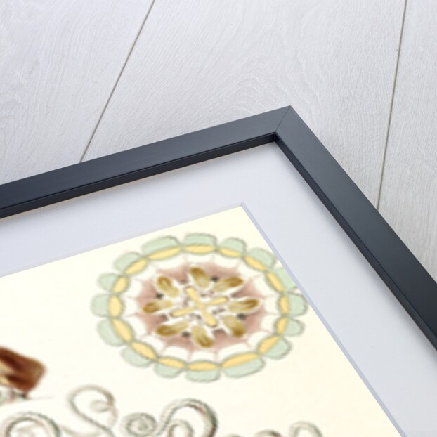 Jellyfishes in the phyllum Cnidaria. Peromedusae by Ernst Haeckel