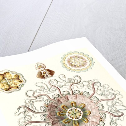 Jellyfishes in the phyllum Cnidaria. Peromedusae by Ernst Haeckel