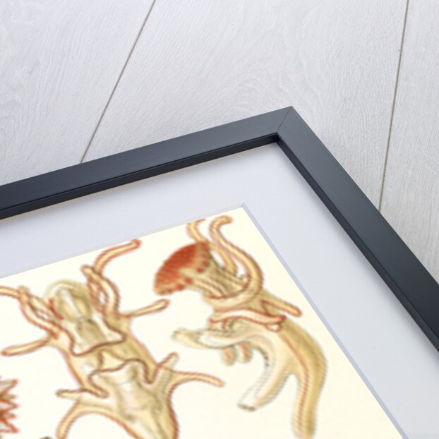 Starfishes in the phyllum Echinodermata. Asteridea by Ernst Haeckel