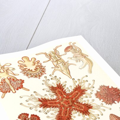 Starfishes in the phyllum Echinodermata. Asteridea by Ernst Haeckel