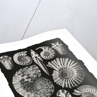 Marine mollusks. Ammonitida by Ernst Haeckel