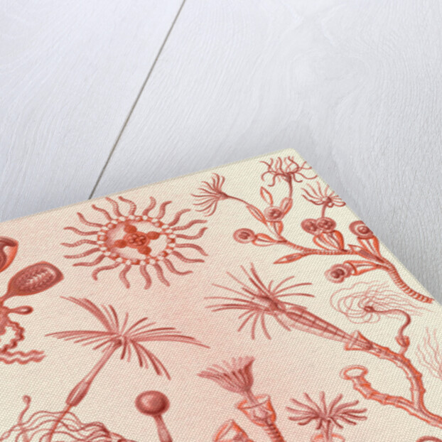 Aquatic animals. Campanariae by Ernst Haeckel