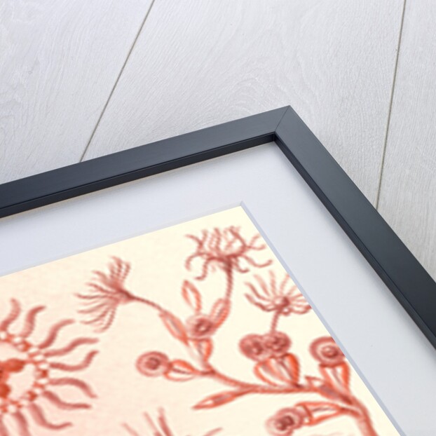 Aquatic animals. Campanariae by Ernst Haeckel