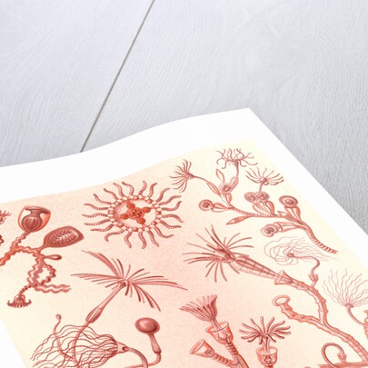 Aquatic animals. Campanariae by Ernst Haeckel