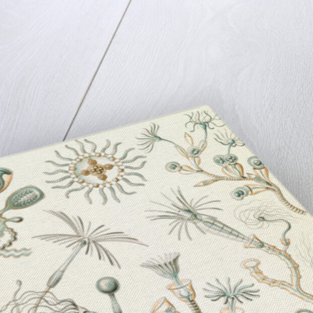 Aquatic animals. Campanariae by Ernst Haeckel