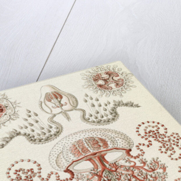 Jellyfishes. Anthomedusae by Ernst Haeckel