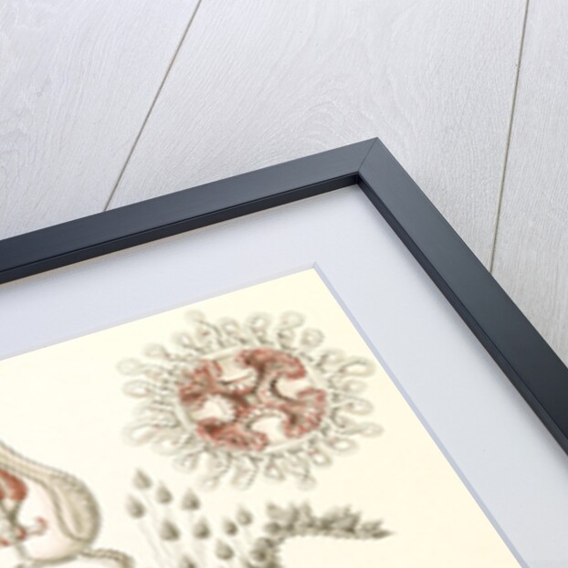 Jellyfishes. Anthomedusae by Ernst Haeckel