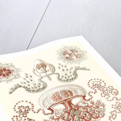 Jellyfishes. Anthomedusae by Ernst Haeckel
