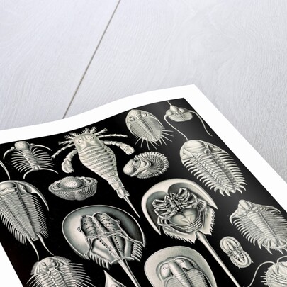 Horseshoe crabs. Aspidonia by Ernst Haeckel