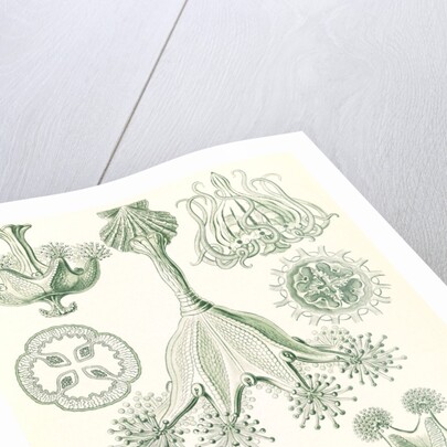Stalked jellyfishes. Stauromedusae by Ernst Haeckel