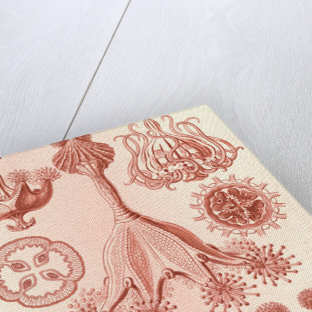 Stalked jellyfishes. Stauromedusae by Ernst Haeckel