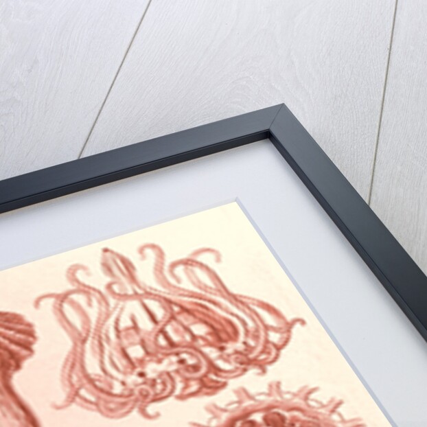 Stalked jellyfishes. Stauromedusae by Ernst Haeckel