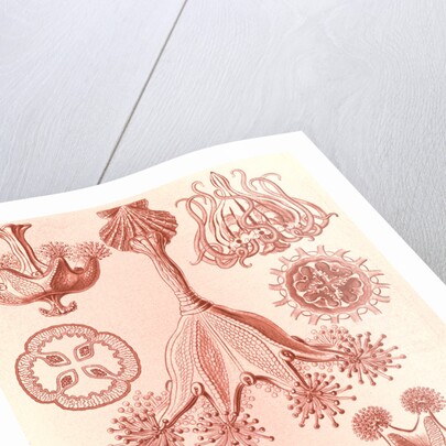Stalked jellyfishes. Stauromedusae by Ernst Haeckel