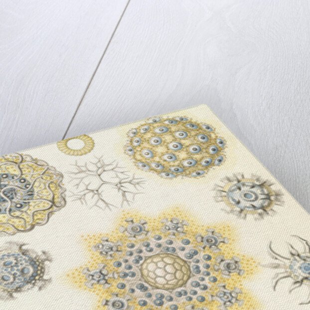 Microorganisms. Polycyttaria by Ernst Haeckel