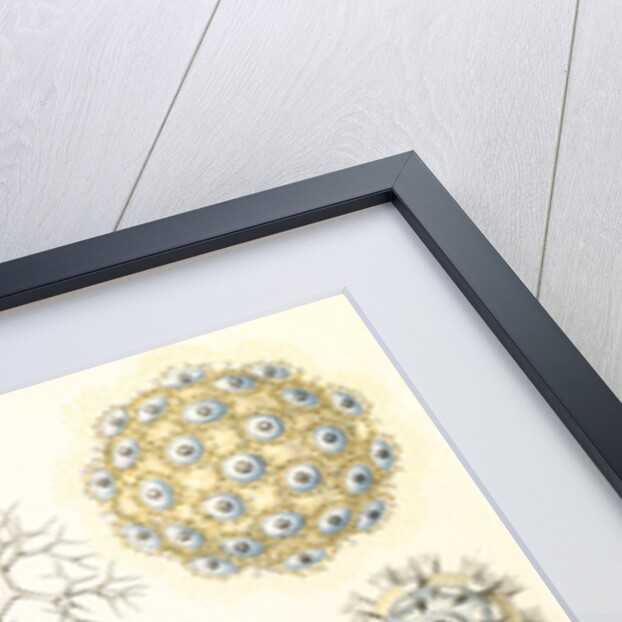 Microorganisms. Polycyttaria by Ernst Haeckel