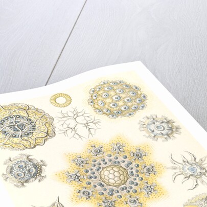 Microorganisms. Polycyttaria by Ernst Haeckel