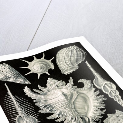 Aquatic and terrestrial snails. Prosobranchia by Ernst Haeckel