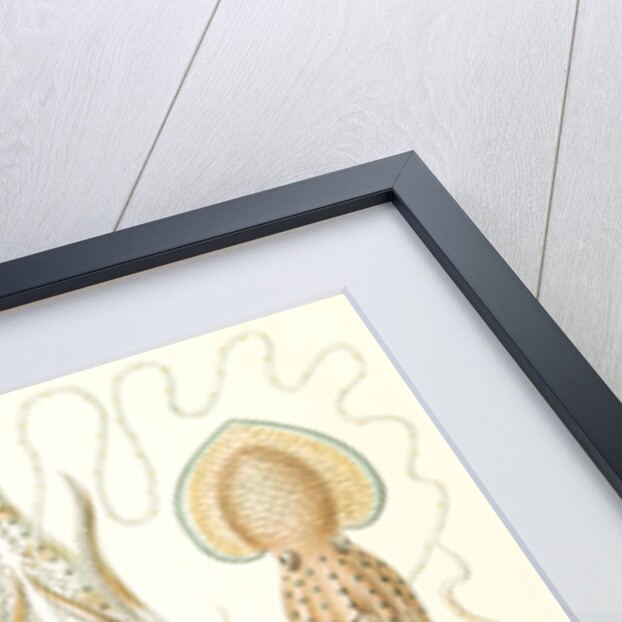 Octopuses. Gamochonia by Ernst Haeckel